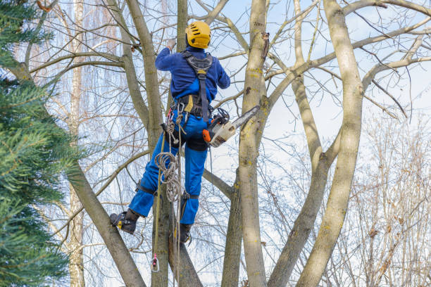 Best Arborist Consultation Services  in Fort Recovery, OH